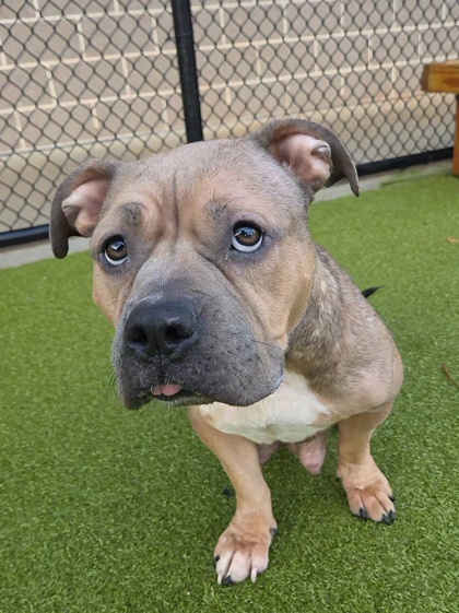 Shelter Stray Female Dog last seen Lakeshore Dr and Frankie Ave, College Park, GA, 1251 Fulton Industrial Blvd NW, Atlanta, GA 30336, USA