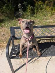 Shelter Stray Female Dog last seen Near Brinsmade, 2nd District, OH, 9203 Detroit Ave, Cleveland, OH 44102, USA