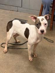 Shelter Stray Female Dog last seen Near Valentine, 2nd District, OH, 9203 Detroit Ave, Cleveland, OH 44102, USA