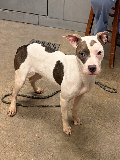 Shelter Stray Female Dog last seen Near Valentine, 2nd District, OH, 9203 Detroit Ave, Cleveland, OH 44102, USA