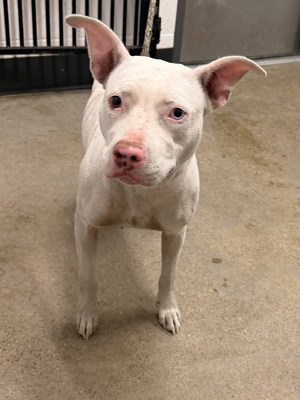 Shelter Stray Female Dog last seen E 81 & Woodland, 3rd District, OH, 9203 Detroit Ave, Cleveland, OH 44102, USA