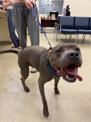 Shelter Stray Male Dog last seen Near 103rd Ct, Vero Beach, FL, 6230 77th St, Vero Beach, FL 32967, USA