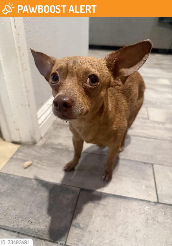 Found/Stray Male Dog last seen Baseline, Rancho Cucamonga, CA 91701