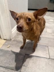Found/Stray Male Dog last seen Baseline, Rancho Cucamonga, CA 91701