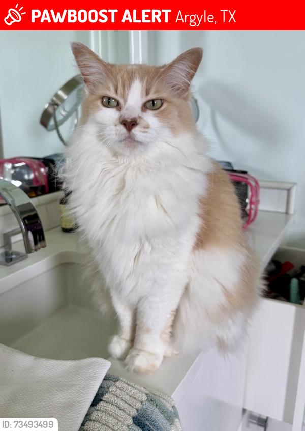 Lost Female Cat last seen Frenchtown Road, Argyle, TX 76226