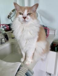 Lost Female Cat last seen Frenchtown Road, Argyle, TX 76226