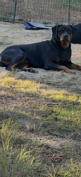 Reunited Male Dog last seen Sandover court and romega, Bonita, CA 91902