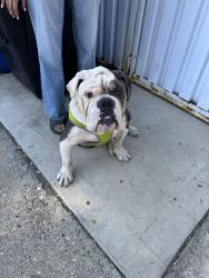 Found/Stray Male Dog last seen Ashland and 75th, Chicago, IL 60620
