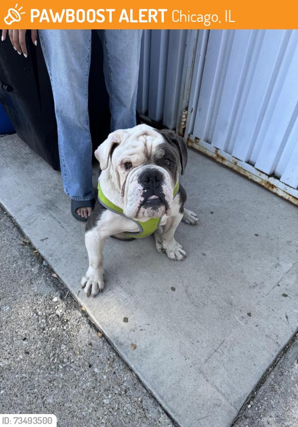 Found/Stray Male Dog last seen Ashland and 75th, Chicago, IL 60620