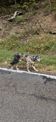 Found/Stray Unknown Dog last seen Near the bridge, sharp curve of ailor gap, Union County, TN 37807