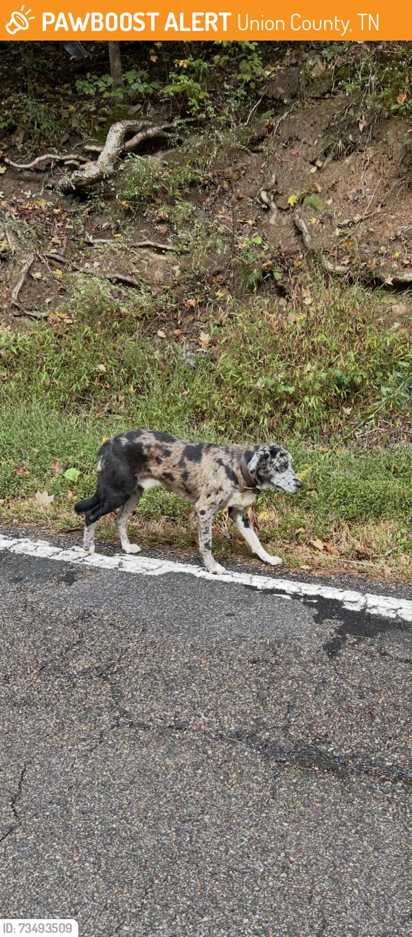 Found/Stray Unknown Dog last seen Near the bridge, sharp curve of ailor gap, Union County, TN 37807