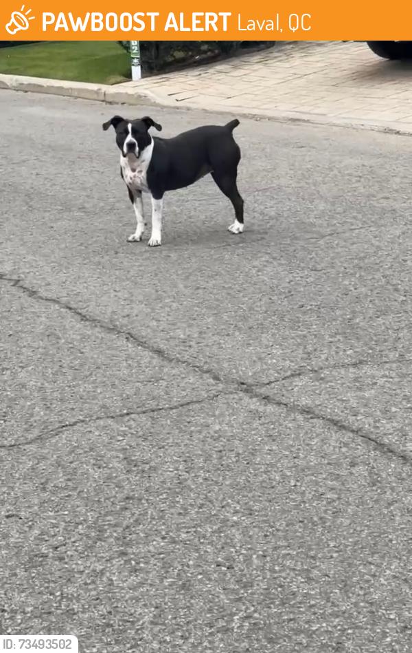 Found/Stray Female Dog last seen Rue du Colonel/Av Des Gouverneurs, Laval, QC 