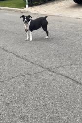 Found/Stray Female Dog last seen Rue du Colonel/Av Des Gouverneurs, Laval, QC 