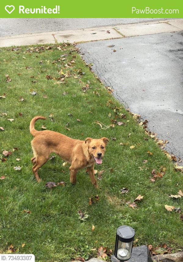 Reunited Unknown Dog last seen Stone church & upper gage, Hamilton, ON L8W 1T6