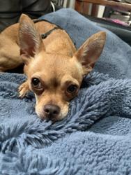 Reunited Female Dog last seen Stanton Park, Atlanta, GA 30317