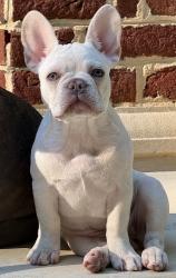 Reunited Female Dog last seen W. Paces Ferry and Riverly Rd, Atlanta, GA 30327