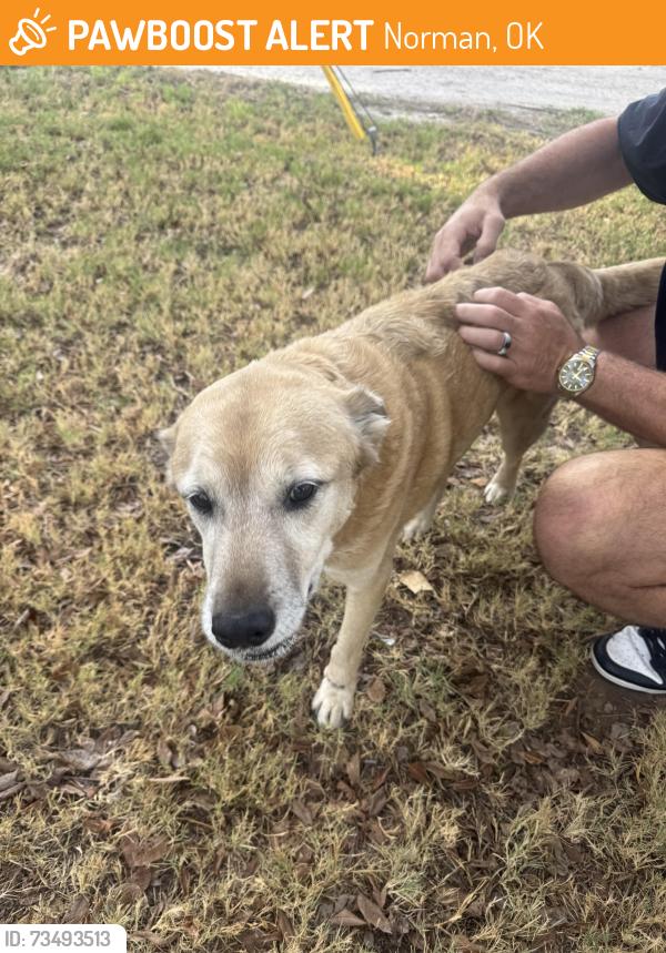 Found/Stray Male Dog last seen Nebraska St, Norman, Ok, Usa, Norman, OK 73069
