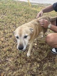 Found/Stray Male Dog last seen Nebraska St, Norman, Ok, Usa, Norman, OK 73069