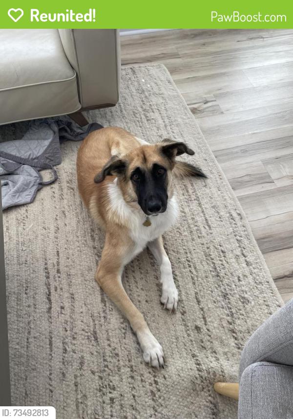 Reunited Male Dog last seen W 45th near Rosedale, Austin, TX 78731