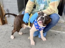 Shelter Stray Male Dog last seen Near jerome Avenue, BRONX, NY, 10452, 326 E 110th St, New York, NY 10029, USA