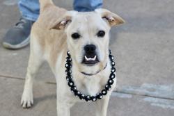 Shelter Stray Male Dog last seen Fillmore Avenue, BROOKLYN, NY, 11229, 3139 Veterans Rd W, Staten Island, NY 10309, USA