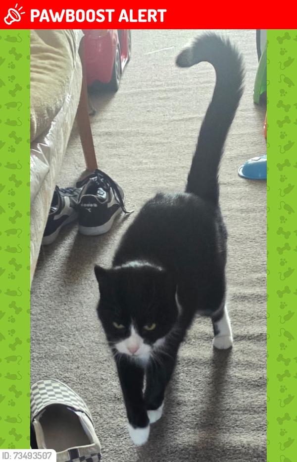 Lost Female Cat last seen Moseley rd and dilloways lane, West Midlands, England WV13 3JX