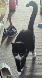 Lost Female Cat last seen Moseley rd and dilloways lane, West Midlands, England WV13 3JX