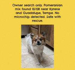 Found/Stray Unknown Dog last seen Kyrene and Guadalupe, Tempe, AZ 85283