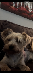 Lost Female Dog last seen Nichole lane, Rocky Mount, NC 27803