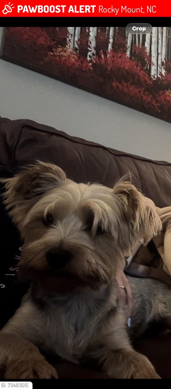 Lost Female Dog last seen Nichole lane, Rocky Mount, NC 27803