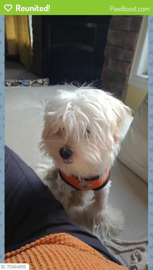 Reunited Unknown Dog last seen Artesian drive, Mississauga, ON 