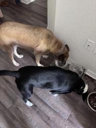 Reunited Female Dog last seen In Portofino Place apmts near building 17, West Palm Beach, FL 33409