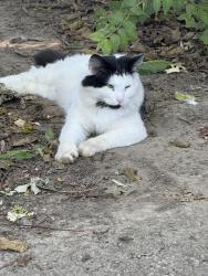 Found/Stray Unknown Cat last seen Acorn and Wiltshire, Kettering, OH 45419