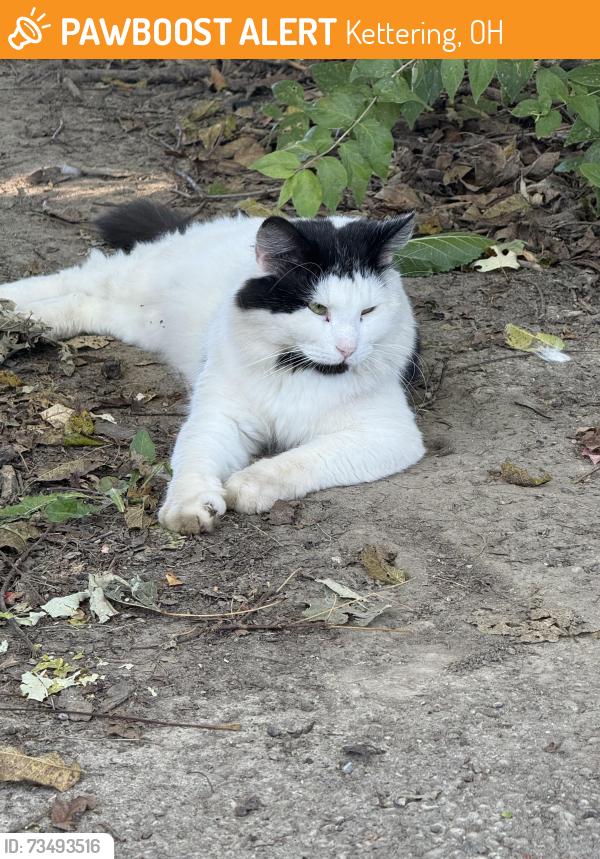 Found/Stray Unknown Cat last seen Acorn and Wiltshire, Kettering, OH 45419