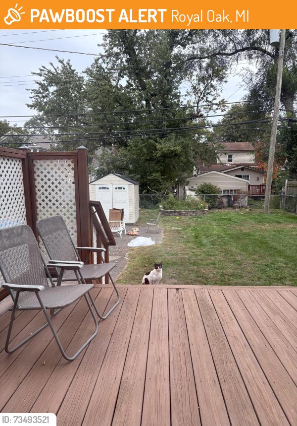 Found/Stray Unknown Cat last seen Longfellow and Lincoln, Royal Oak, MI 48067