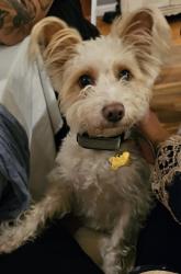 Reunited Female Dog last seen Haskell Ave and Devonshire, Los Angeles, CA 91344