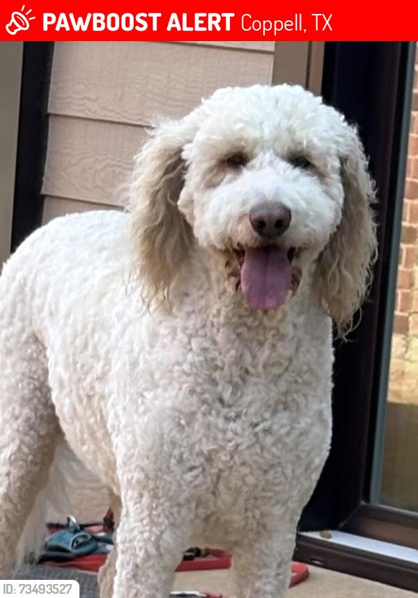 Lost Male Dog last seen Pinyon and mapleaf lane coppell tx, Coppell, TX 75019