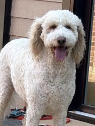 Lost Male Dog last seen Pinyon and mapleaf lane coppell tx, Coppell, TX 75019