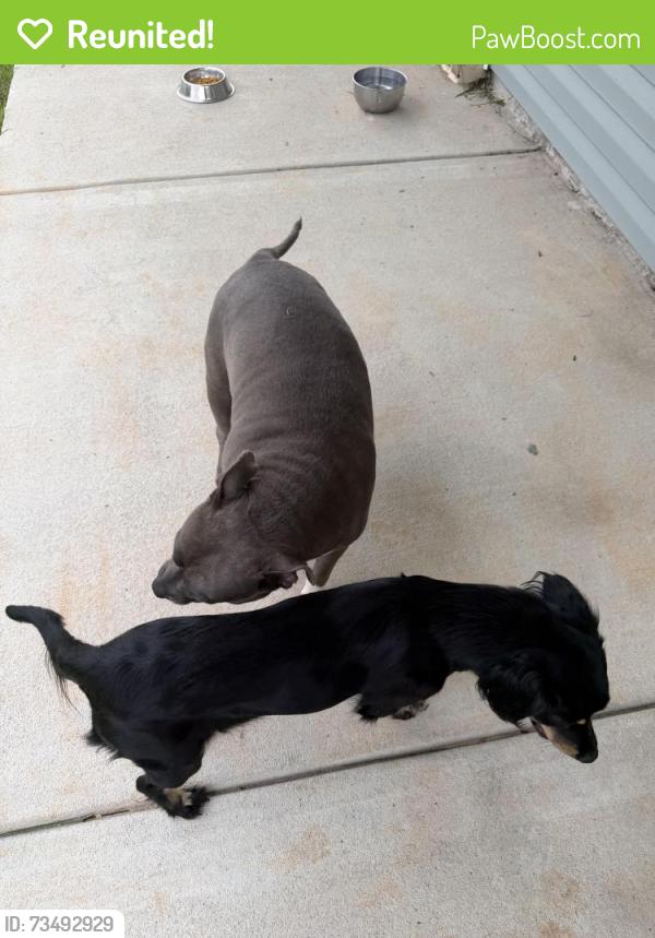Reunited Female Dog last seen Santa Monica Street, Avalon, FL 32583