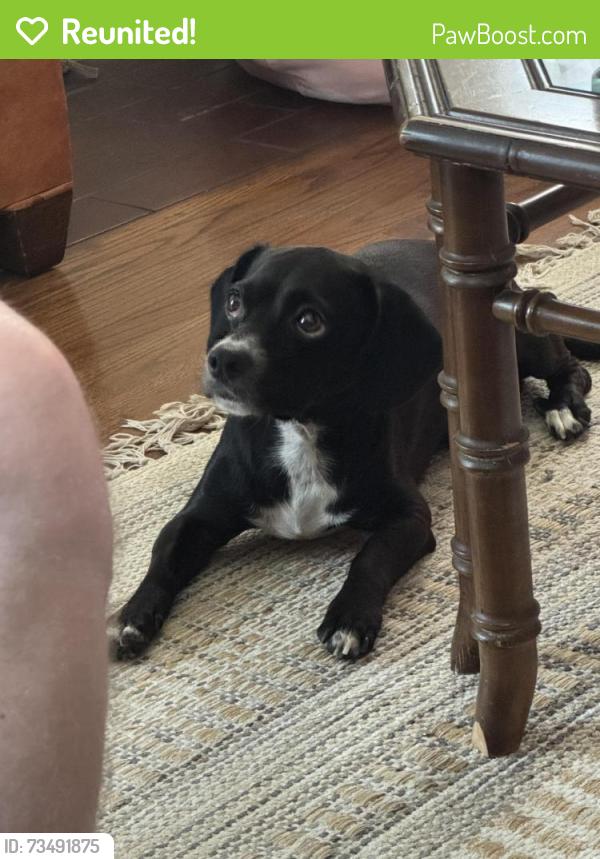 Reunited Male Dog last seen Bristol and Santa Clara Ave, Santa Ana, CA 92706