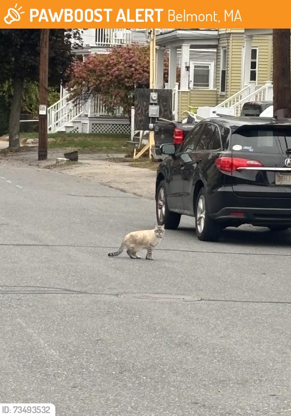 Found/Stray Unknown Cat last seen In the middle of the street on Oxford Ave, Belmont MA, Belmont, MA 02472