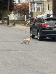 Found/Stray Unknown Cat last seen In the middle of the street on Oxford Ave, Belmont MA, Belmont, MA 02472