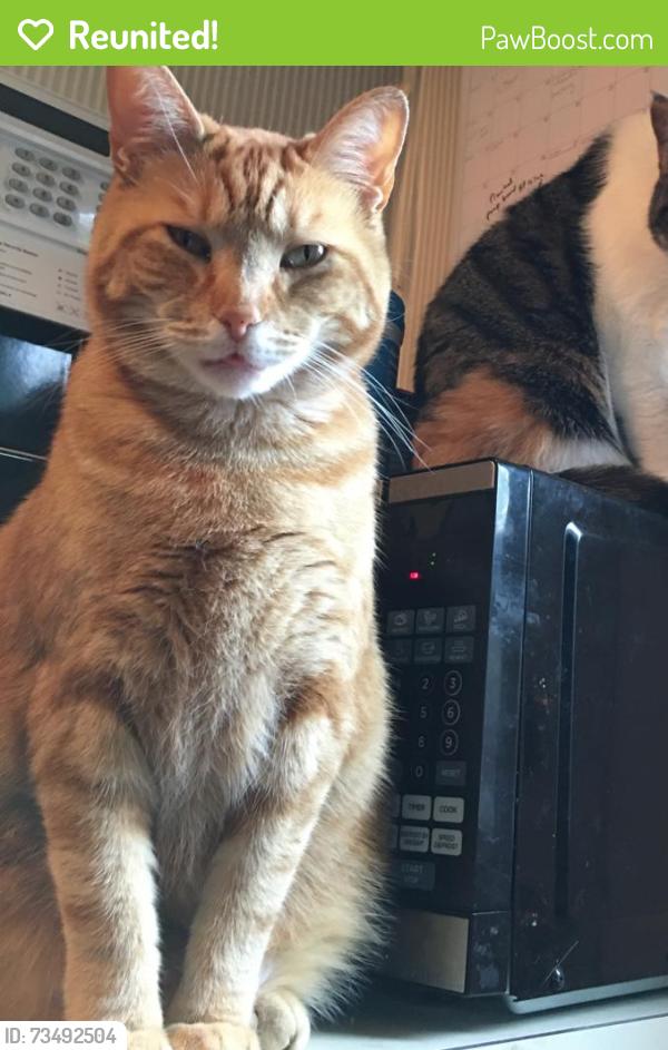 Reunited Female Cat last seen W 114th St and Lorain Avenue, north of Lorain, Cleveland, OH 44111