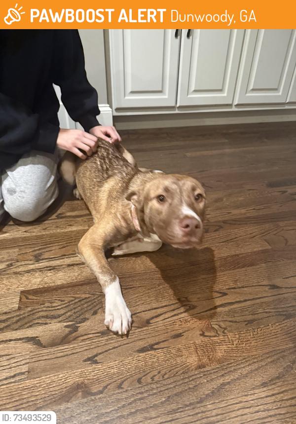 Found/Stray Female Dog last seen Peachford Road, Dunwoody, GA 30338