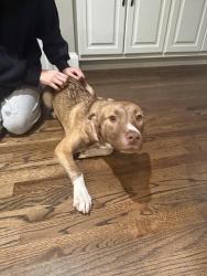 Found/Stray Female Dog last seen Peachford Road, Dunwoody, GA 30338