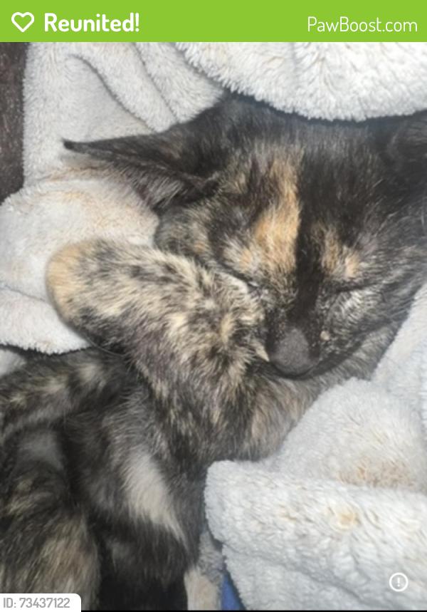 Reunited Female Cat last seen Cox rd, beehive rd, Auburn, AL 36830