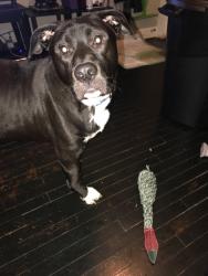 Reunited Male Dog last seen Near highway and Susquehanna village area, Independence, MO 64056