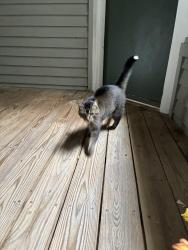 Reunited Female Cat last seen Westbrook Drive, Carrboro, NC 27510