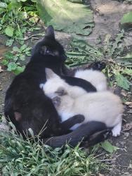 Lost Female Cat last seen Fenton and Hemphill, Flint, MI 48507