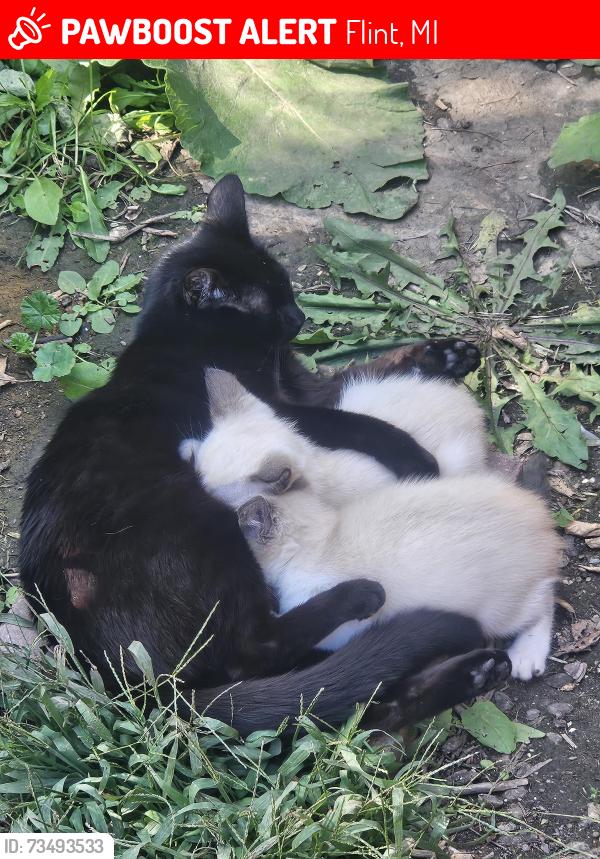 Lost Female Cat last seen Fenton and Hemphill, Flint, MI 48507